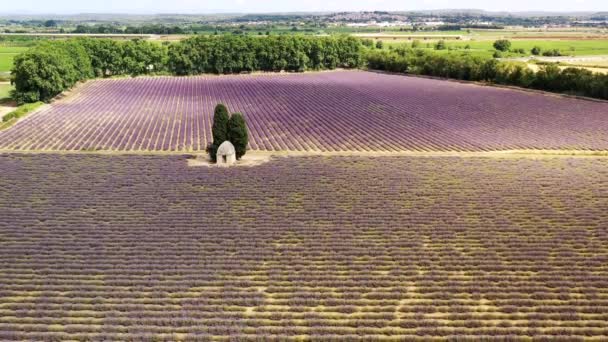 Πεδίο Λεβάντας Καλοκαίρι Κοντά Στο Aimargues Occitanie Γαλλία — Αρχείο Βίντεο