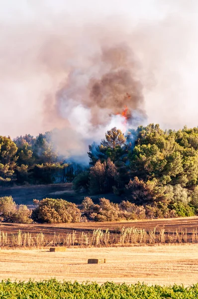 Fire Garrigue Pine Forest Occitanie France — Stock Photo, Image