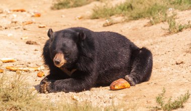 Occitanie, Fransa 'daki Sigean rezervinde kahverengi bir ayı.