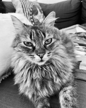 A small cat looking at its human with its big green eyes