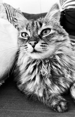 A small cat looking at its human with its big green eyes
