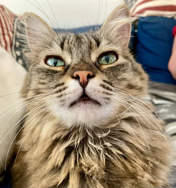 Small Cat Looking Its Human Its Big Green Eyes — Stock Photo, Image