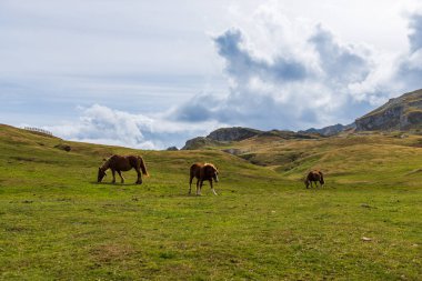 Atlar otluyor, Pourtalet geçidinde, Ossau vadisinde, Fransa 'nın Bearn şehrinde.
