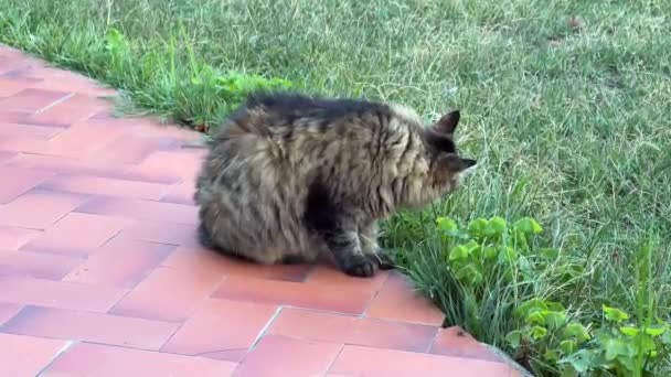 Μια Όμορφη Καθαρόαιμη Γάτα Της Σιβηρίας Τρώει Γρασίδι Έναν Κήπο — Αρχείο Βίντεο