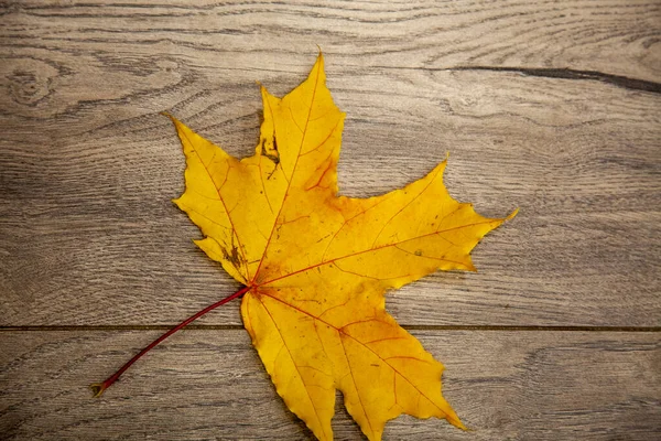 가을의 의나무 판위에 단풍나무 — 스톡 사진