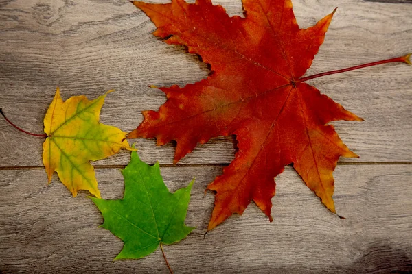 Autumn Mood Yellow Red Green Maple Leaves Background Wooden Board — Stock Photo, Image