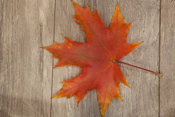 Autunno Mood Yellow Rosso Verde Foglie Acero Sullo Sfondo Una — Foto Stock