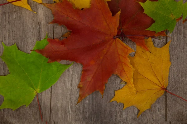가을의 단풍나무 잎들은 의나무판 — 스톡 사진