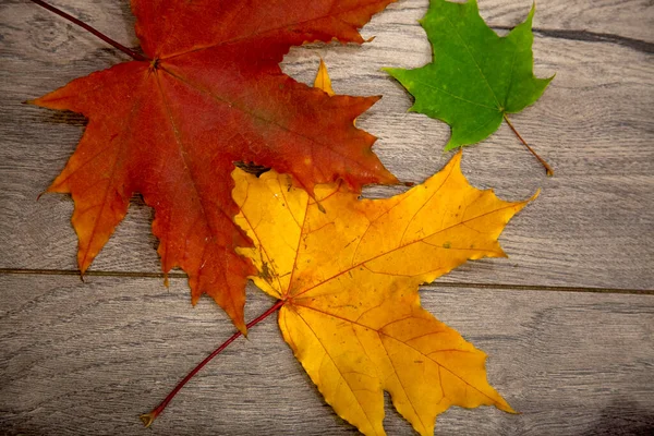 가을의 단풍나무 잎들은 의나무판 — 스톡 사진