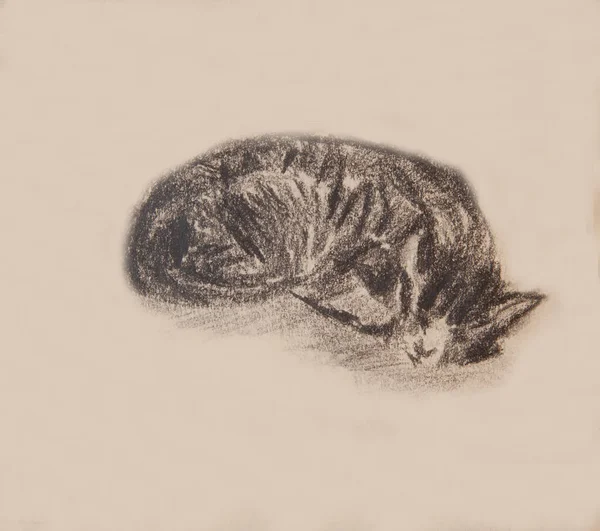 Faszén Vázlata Egy Alvó Macskáról Készült Katoális Vázlatról — Stock Fotó