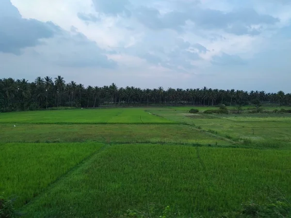 Mavi gökyüzünde tropikal havalarda ağaçlarla dolu yeşil bir alan.