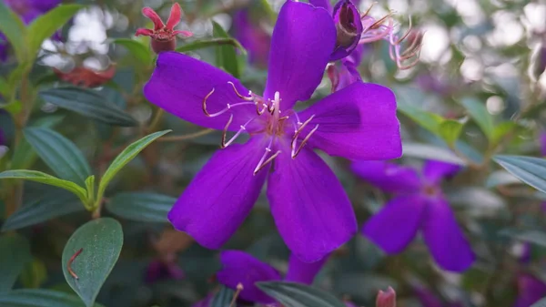 Koyu mor bir çiçeğin yakın plan görüntüsü.