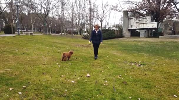 Anciana Caminando Jugando Con Una Pelota Con Caniche Juguete Parque — Vídeos de Stock