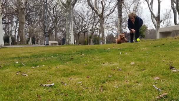 노부인 장난감 푸들을 가지고 공원에서 던지는 — 비디오