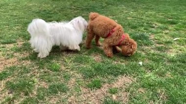 Çimenlerde oynayan iki köpek. Bizon Malta ve kaniş oyuncağı