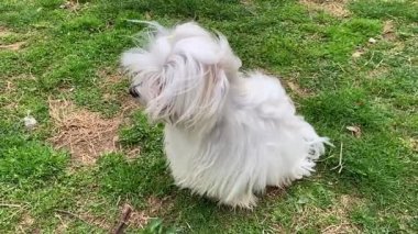 Bischon Maltese parkta oturmuş, dilini dışarı çıkarıyor.