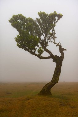 Sis ve bulutlarla çevrili fanal bir ormanda bir ağacın silüetinin dikey fotoğrafı.