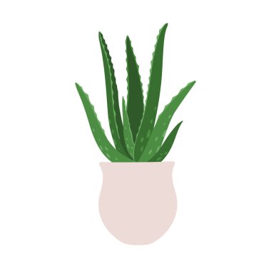 Aloe. Saksıdaki bir bitkinin vektör çizimi. Beyaz arkaplanda izole.