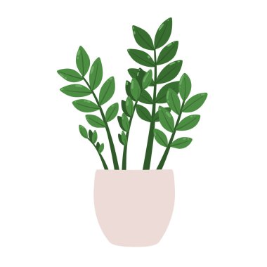 Zamioculcas zamiifolia. Saksıdaki bir bitkinin vektör çizimi. Beyaz arkaplanda izole.