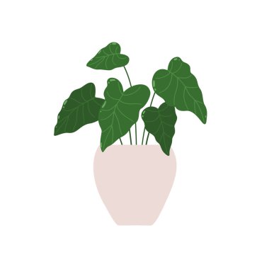 Alocasia 'da. Saksıdaki bir bitkinin vektör çizimi. Beyaz arkaplanda izole.