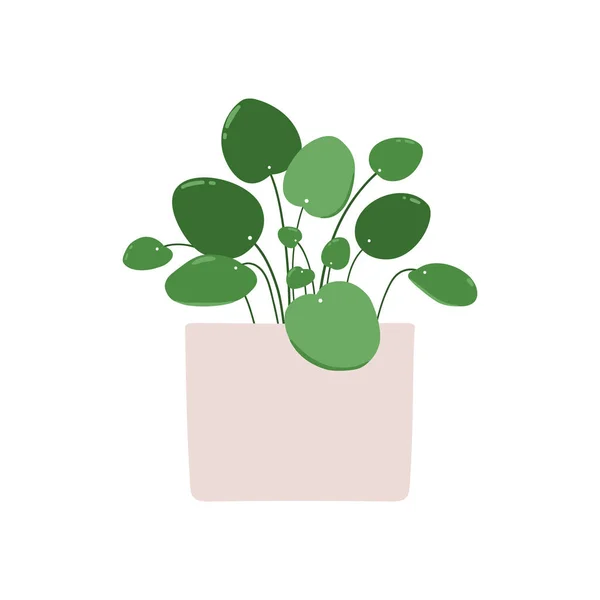 Pilea Ilustração Vetorial Uma Planta Sala Pote Isolado Sobre Fundo —  Vetores de Stock