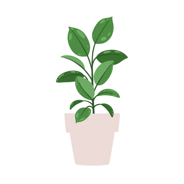 Ficus Elastica Vektorillustration Einer Zimmerpflanze Topf Isoliert Auf Weißem Hintergrund — Stockvektor