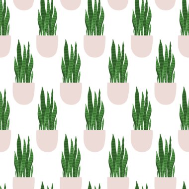Sansevieria 'da. Beyaz arka planda saksıda bulunan bir bitkinin vektörsüz deseni.