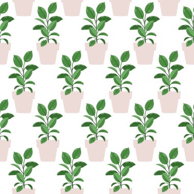 Ficus elastica. Beyaz arka planda saksıda bulunan bir bitkinin vektörsüz deseni.