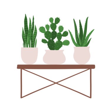 Sansevieria, Kaktüs ve Aloe. Tribünlerdeki saksılarda bulunan ev bitkilerinin vektör çizimi. Beyaz arkaplanda izole.