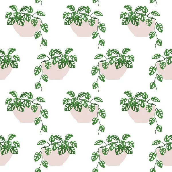 モンステラ アダンソニ 白地の鉢の中の観葉植物のベクトルシームレスなパターン — ストックベクタ