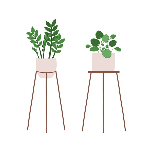 Zamioculcas Zamiifolia Pilea Vector Illustration Indoor Plants Houseplants Pots Stands — Stock Vector