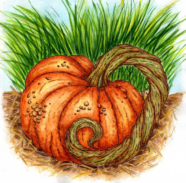 Aquarelle Peinture Citrouille Orange Mûr Symbole Thanksgiving Halloween Décoration Automne — Image vectorielle