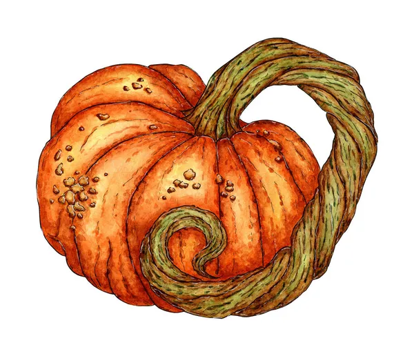 Akvarellmålning Mogen Orange Pumpa Med Lång Svans Thanksgiving Eller Halloween — Stock vektor