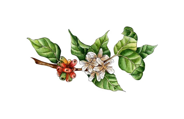 Akvarell Kávékivonat Zöld Piros Bogyók Virágok Egy Faágon Kávéültetvény Trópusi — Stock Vector