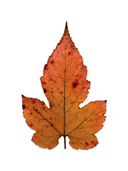 Herbstgelbes Blatt Herbarium Schießen Aus Nächster Nähe Herbst Saisonales Dekor — Stockvektor
