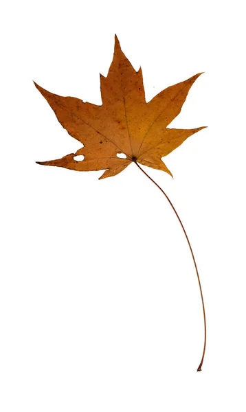 Herbstgelbes Ahornblatt Herbarium Schießen Aus Nächster Nähe Herbst Saisonales Dekor — Stockfoto