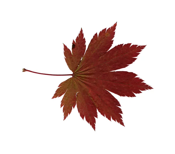 Herbstrotes Ahornblatt Herbarium Schießen Aus Nächster Nähe Herbst Saisonales Dekor — Stockfoto