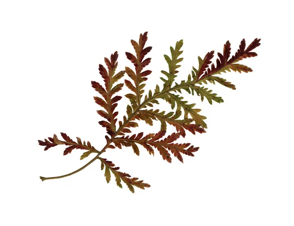 Herfstgras Herbarium Schieten Van Dichtbij Herfst Seizoensgebonden Inrichting Vallende Bladeren — Stockfoto