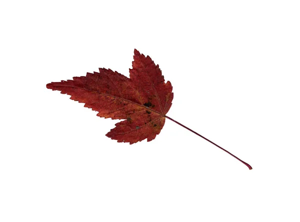 Herbst Rotbraunes Blatt Herbarium Schießen Aus Nächster Nähe Herbst Saisonales — Stockfoto