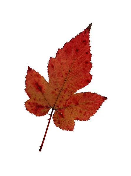 Herbst Gelb Rotes Blatt Herbarium Schießen Aus Nächster Nähe Herbst — Stockfoto