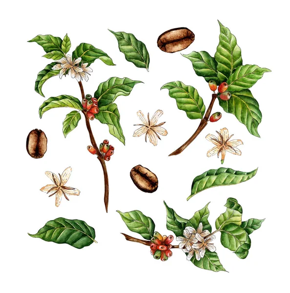 Aquarel Schilderen Set Van Koffie Takken Groene Rode Bessen Bloemen — Stockvector