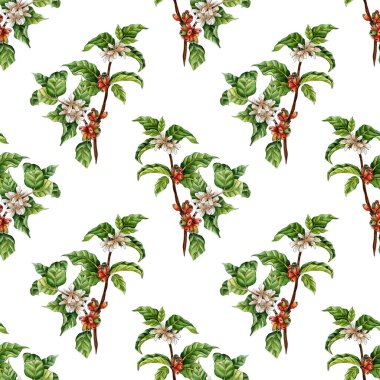 Kahve dallarının suluboya boya desenleri. Yeşil, kırmızı böğürtlen, çiçekler ve fasulye. Kahve tarlası. Tropik tarım. Yerel organik kahve çiftliği. Beyaz arkaplan üzerinde izole edilmiş.