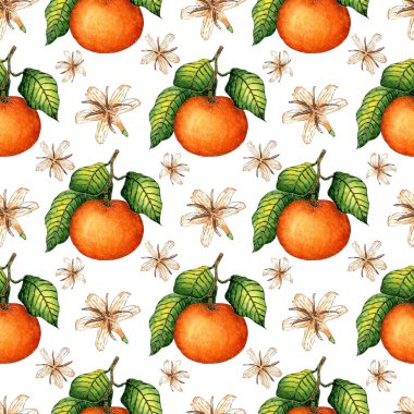 Olgun mandalina desenli, yeşil yapraklı ve çiçekli suluboya resimler. Kusursuz, sulu narenciye izi. Kış mevsimi meyveleri. Beyaz arka planda izole edilmiş vitamin gıdaları.