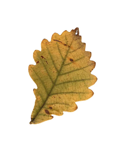 Herbst Gelb Grünes Eichenblatt Herbarium Nahaufnahme Herbst Saisonales Dekor Fallende — Stockfoto