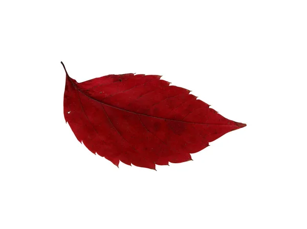 Jesienny Czerwony Liść Ziele Strzelanie Bliska Jesienny Sezonowy Wystrój Spadające — Zdjęcie stockowe