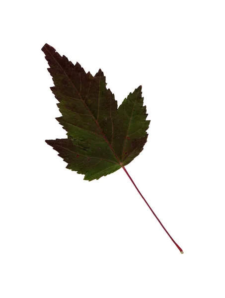 Herbstgrünes Blatt Herbarium Nahaufnahme Herbst Saisonales Dekor Fallende Blätter Hinterlassen — Stockfoto