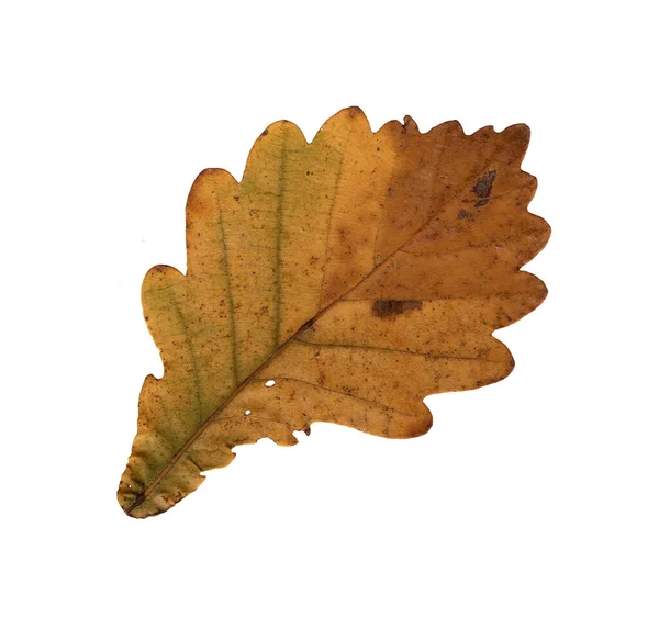 Outono Folha Carvalho Verde Dourado Herbário Plano Perto Decoração Sazonal — Fotografia de Stock