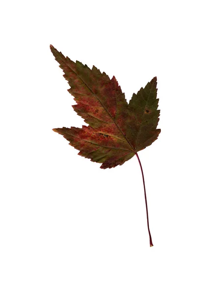 Autumn Red Green Leaf Herbarium Close Shot Autumn Seasonal Decor — Stock Photo, Image