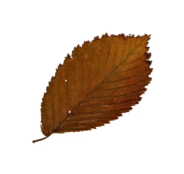 Herbstgelbes Blatt Ulmenherbarium Nahaufnahme Herbst Saisonales Dekor Fallende Blätter Hinterlassen — Stockfoto