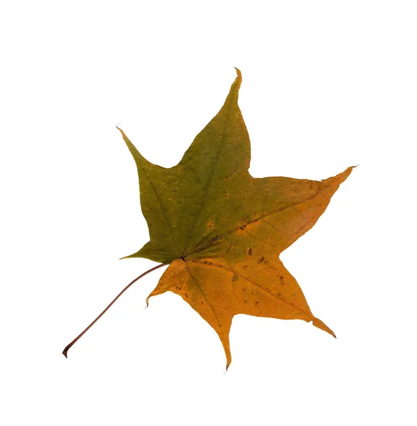Outono Folha Bordo Verde Amarela Herbário Plano Perto Decoração Sazonal — Fotografia de Stock